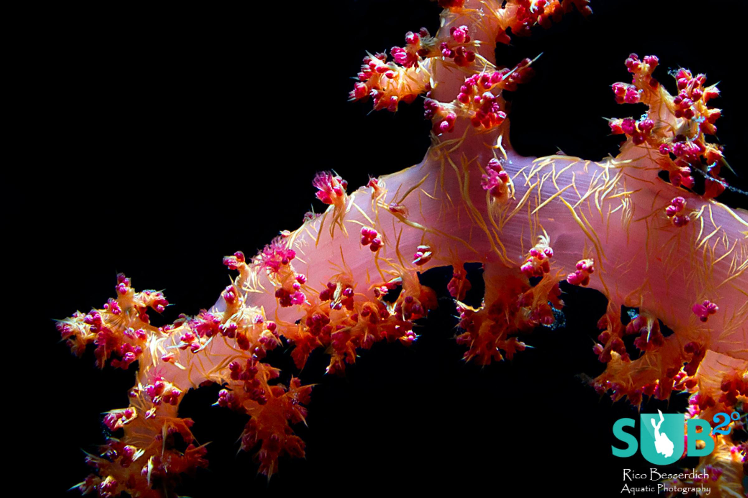 Soft corals are beautiful underwater subjects for photography...and they have 1 main advantage: they don't swim away ;-)