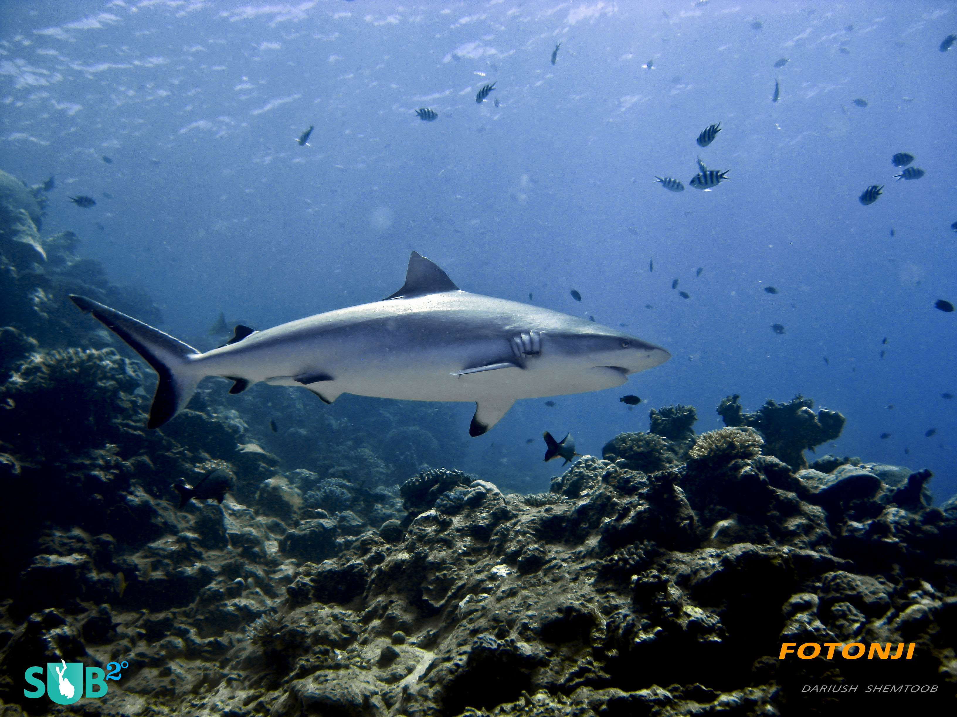 Gray Reef Shark Cautiously Approaching the Feeding Frenzy