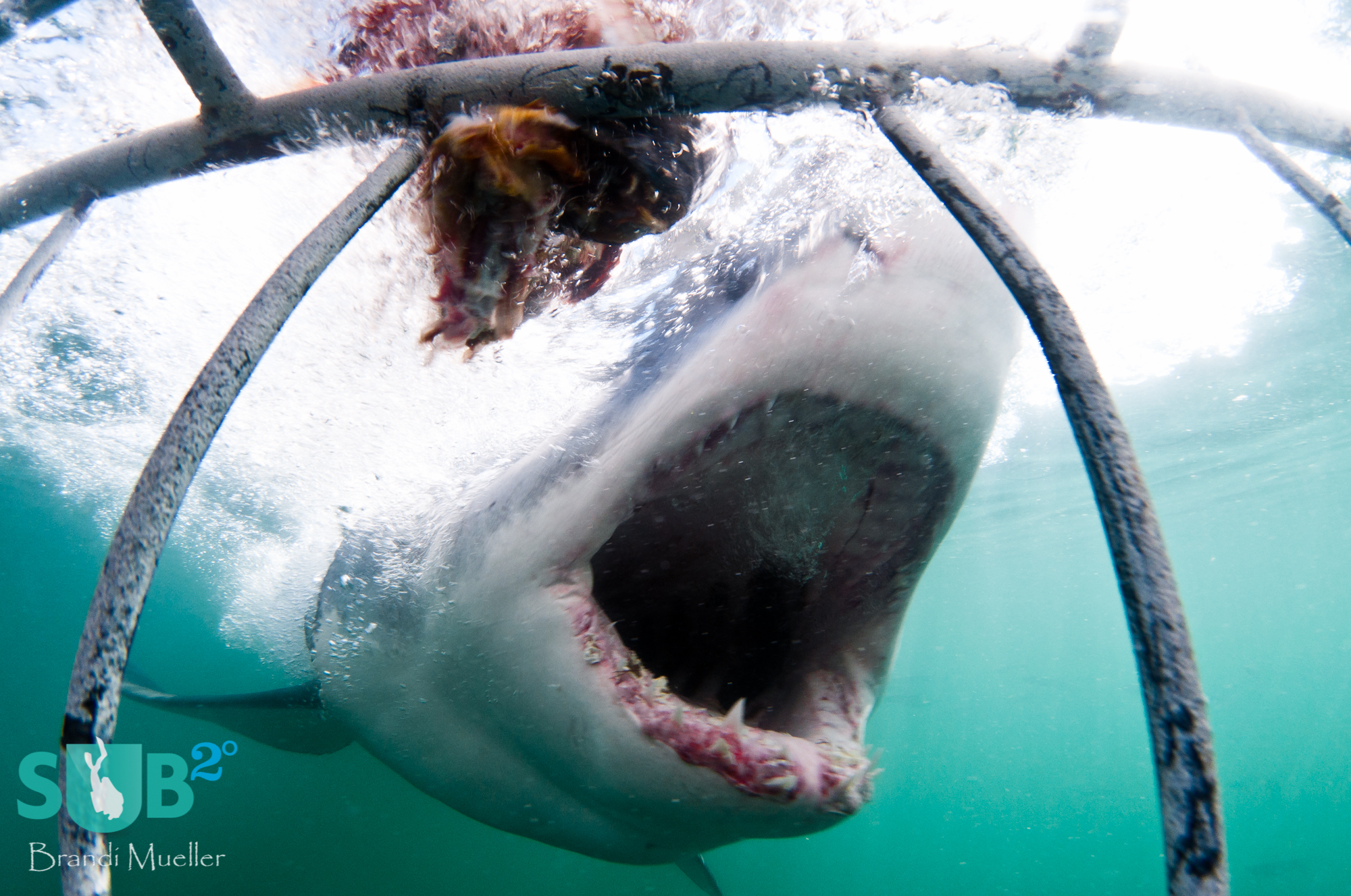 With its mouth wide open, this great white shark smiles for the camera.