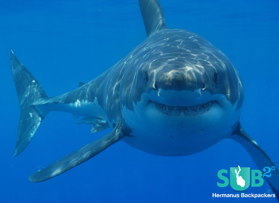Close encounters with a great white shark...