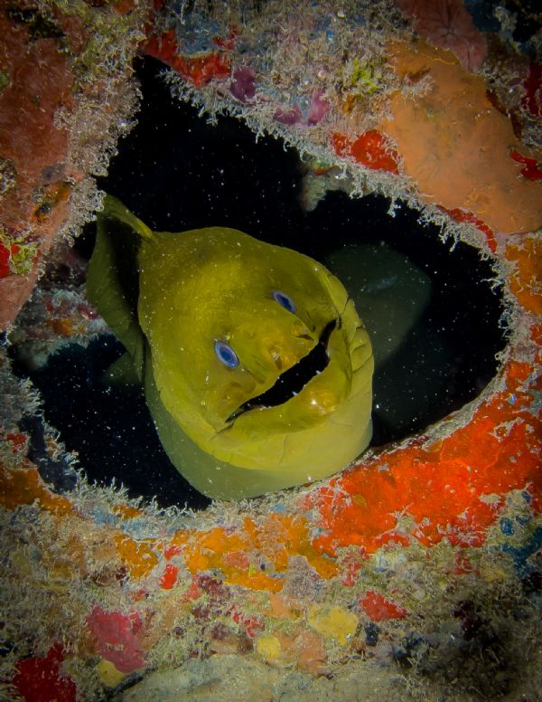 Green Eel hiding in a hole located in the USS Vandenberg Key Photo credit: Daniel
