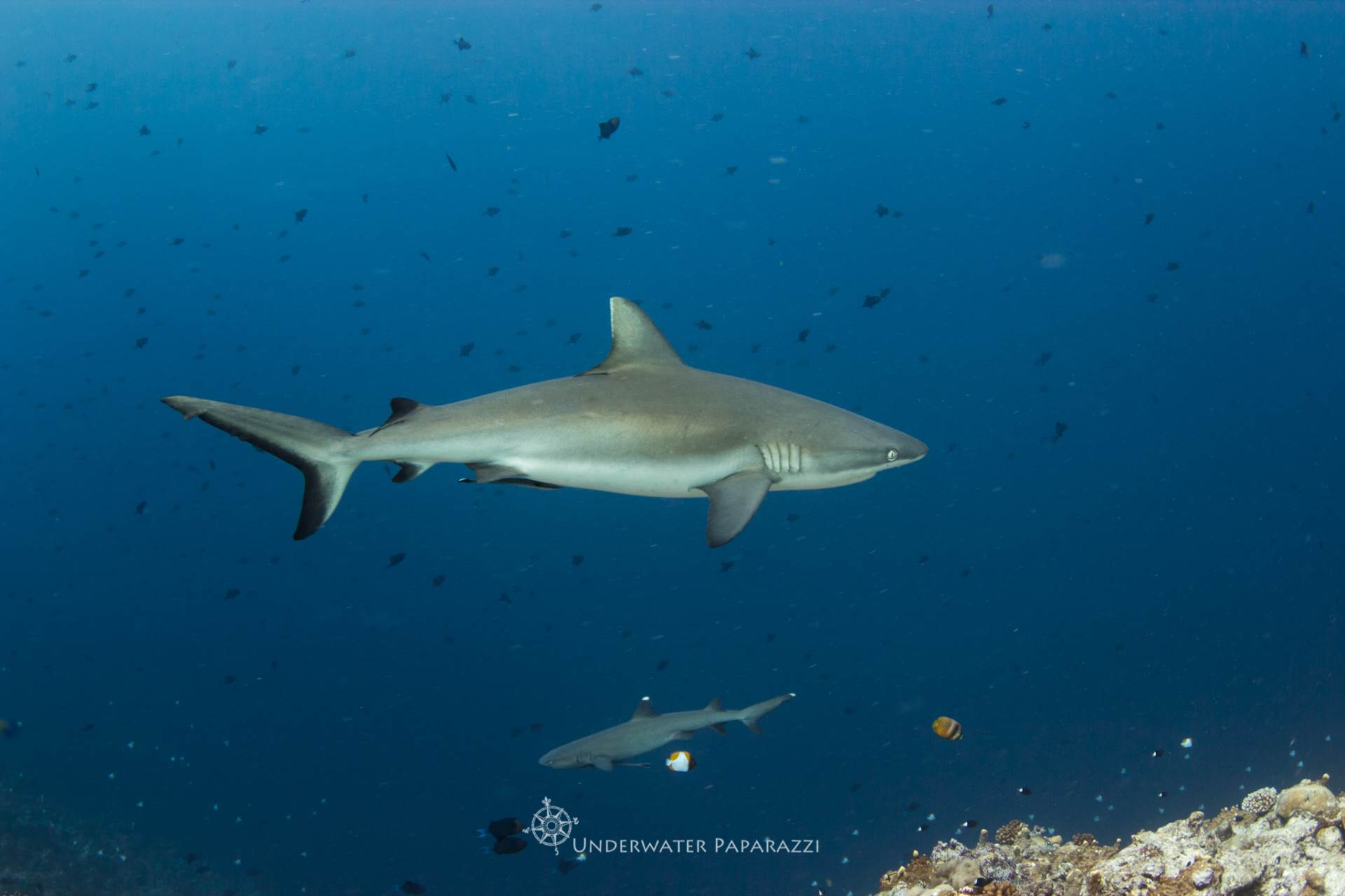 Beautiful grey reef sharks swimming through Blue Corner