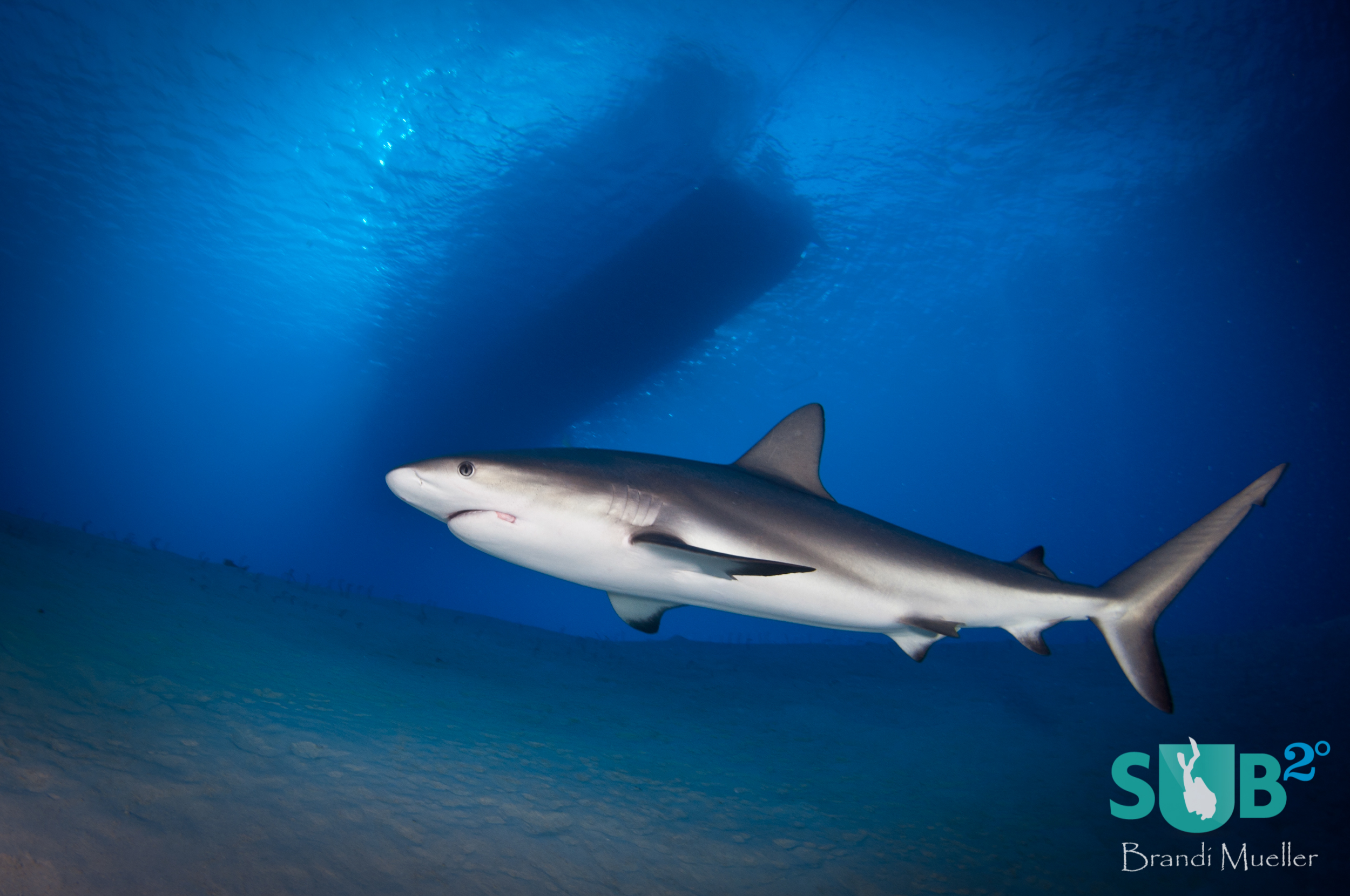 A grey reef shark swims close to divers under the dive boat at Gullies, Turks and Caicos.