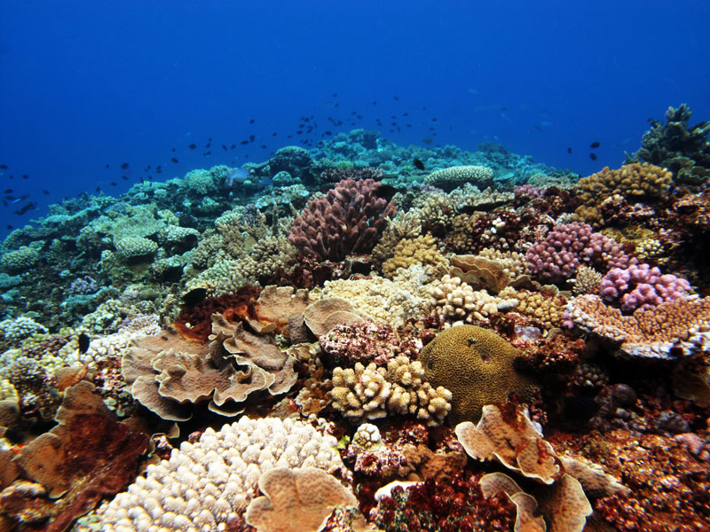 One of the many beautiful reefs in Ha'apai, Tonga
