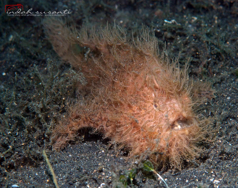 Hairy Frogfish in Lembeh Strait