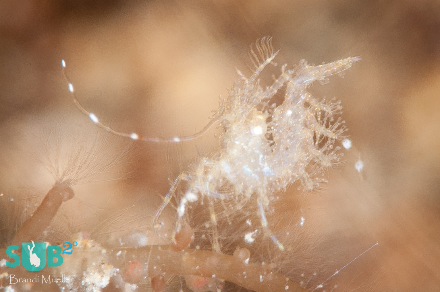 A tiny hairy shrimp, only about 4 millimeters long, is hardly visible to the naked eye.