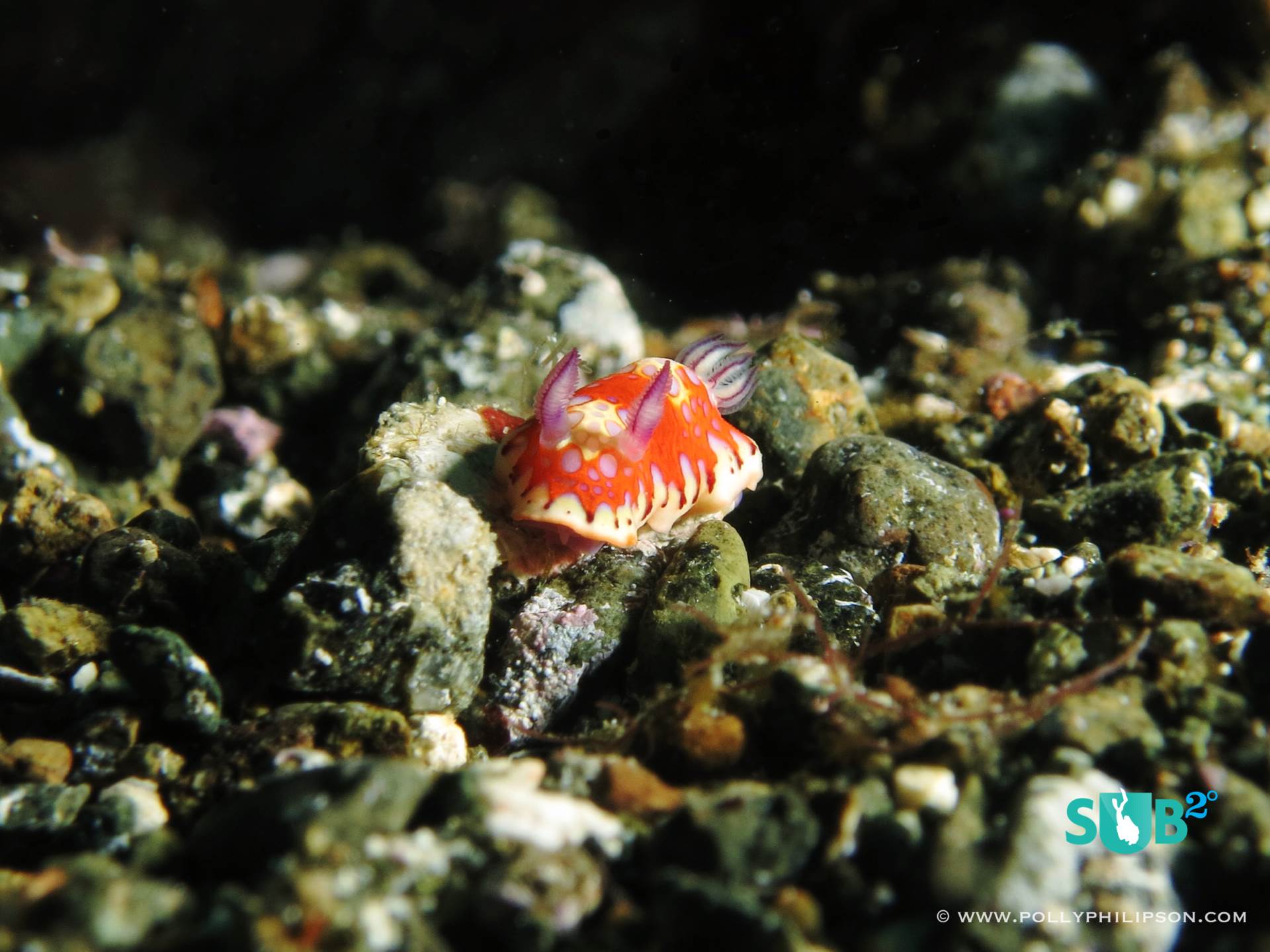 A variety of nudibranchs are waiting to be found in the shallower areas around Speyside. We recorded new depth ratings for many species, like this harlequin blue sea goddess.