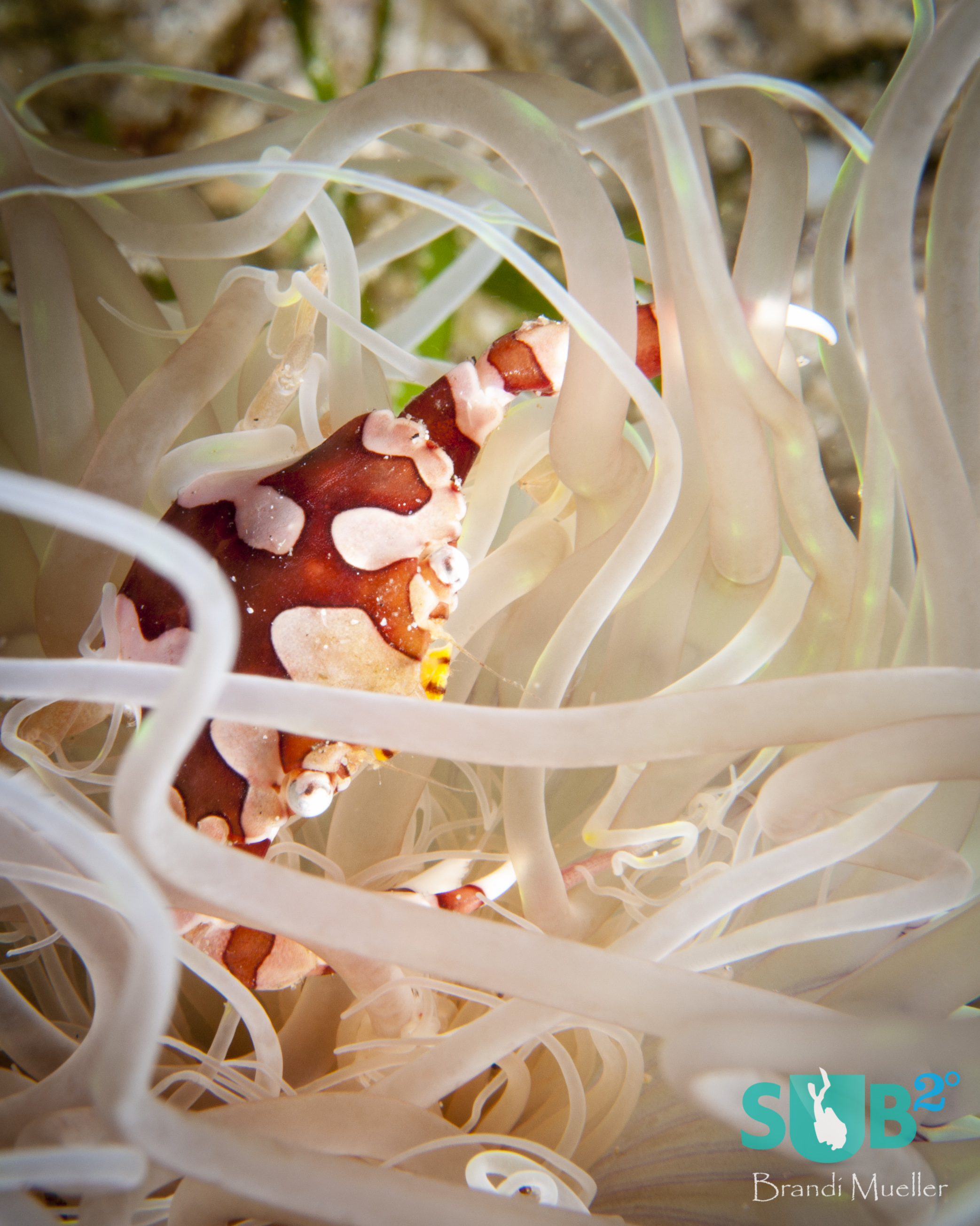 A harlequin crab (Issocarcinus laevis) hiding in a tube anemone.