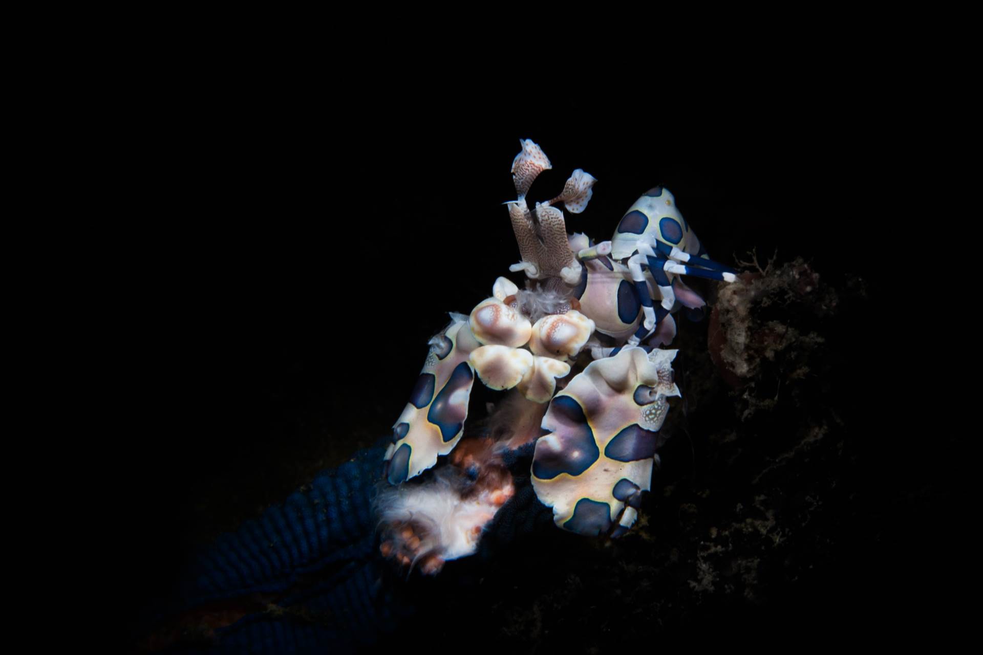 Harlequin Shrimp in Puerto Galera Bay.