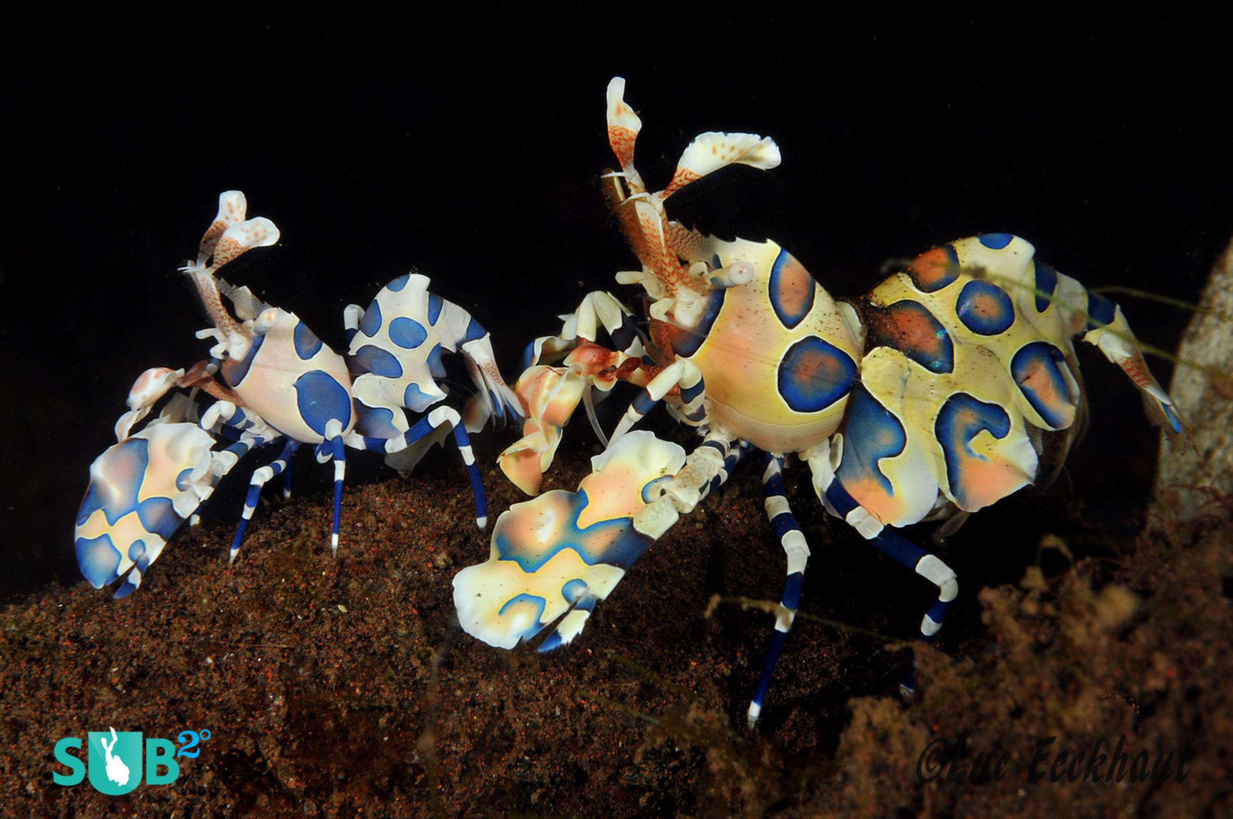 A pair of beautiful Harlequin shrimps, feeding on a seastar