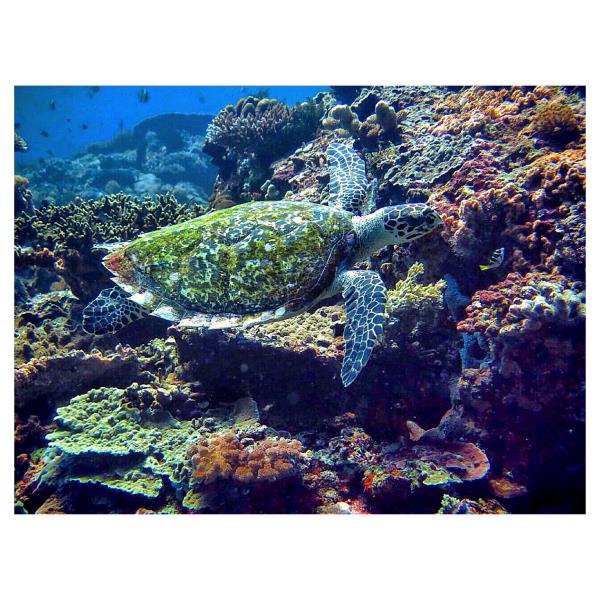 Hawksbill Sea Turtle "Penyu Sisik"