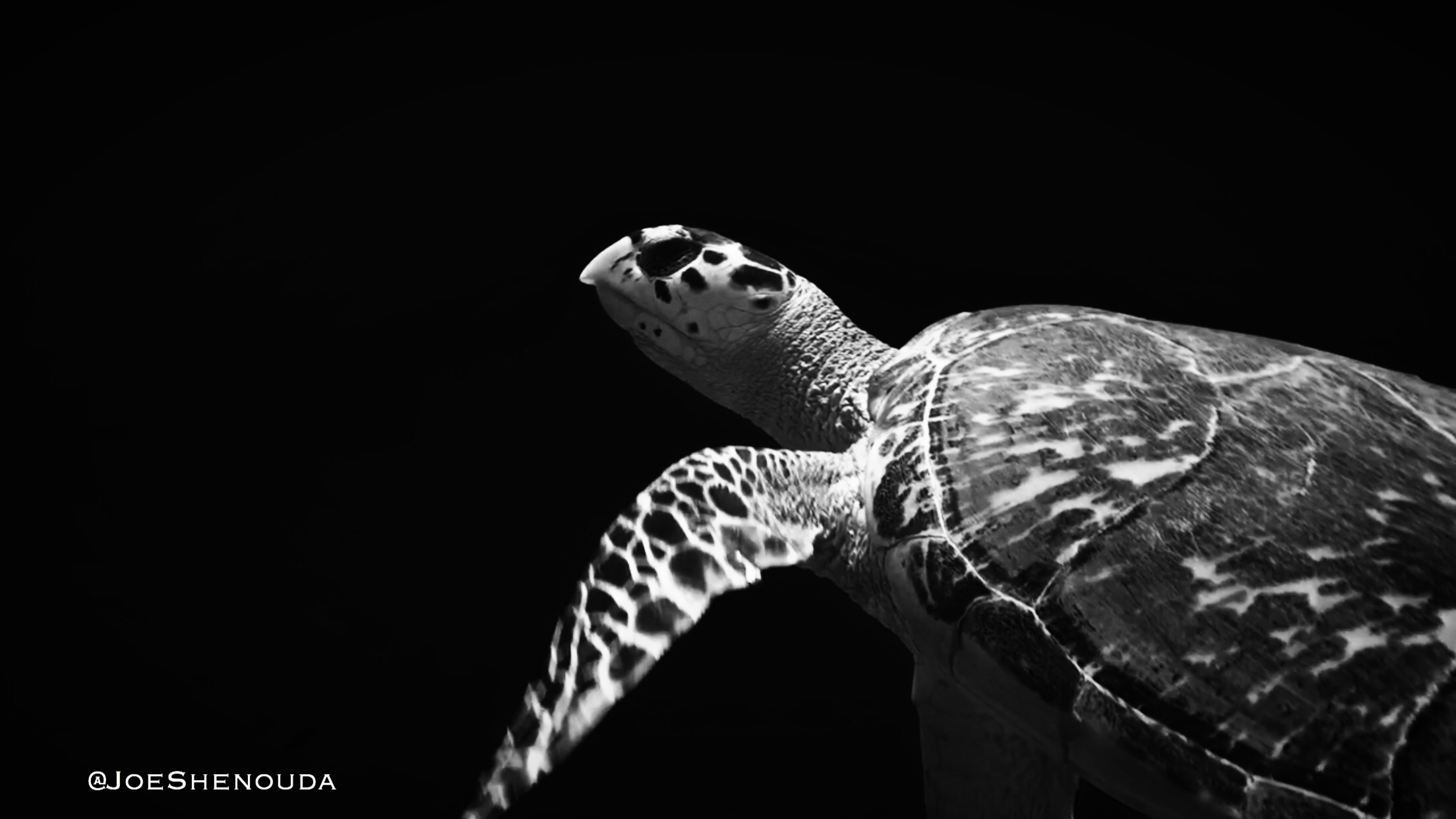 Did you know that the Hawksbill Sea Turtle is the most endangered type of turtle?