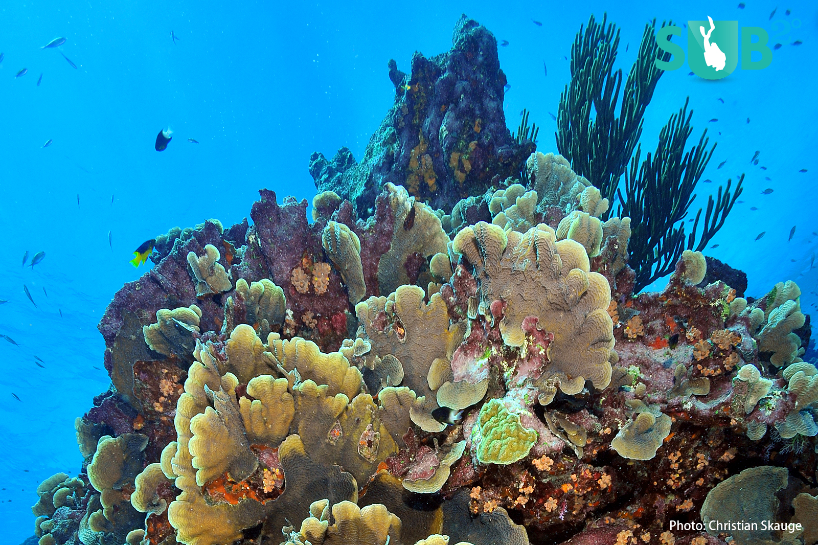A colourful and healthy coral reef- the 'Rainforest' of the sea