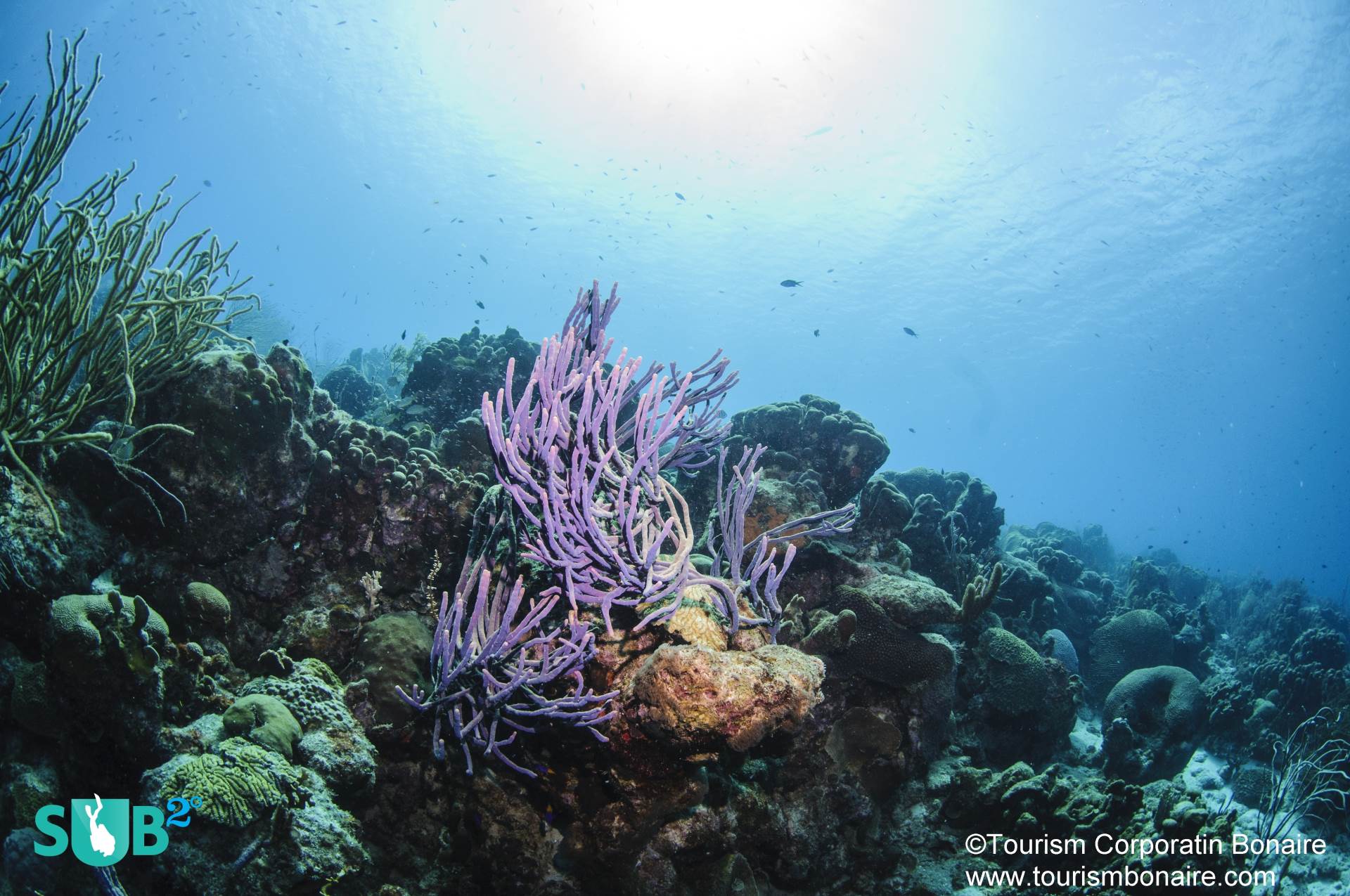 Purple rope sponge sways in the gentle current, as reef fish flit around the coral substrate. The diving in Bonaire is spectacular; divers often return to the island, time and again, to experience the scenic sites.