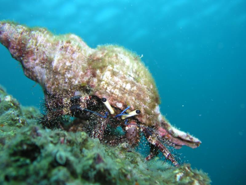 Hermit crab 1 - Dive 255