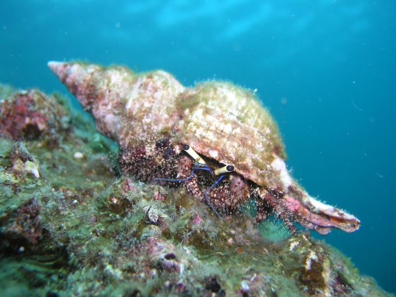Hermit crab 2 - Dive 255