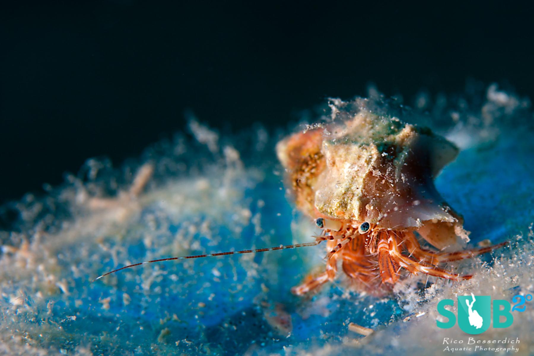 This tiny hermit crab is placed on the lower right intersection of the rule of thirds grid.