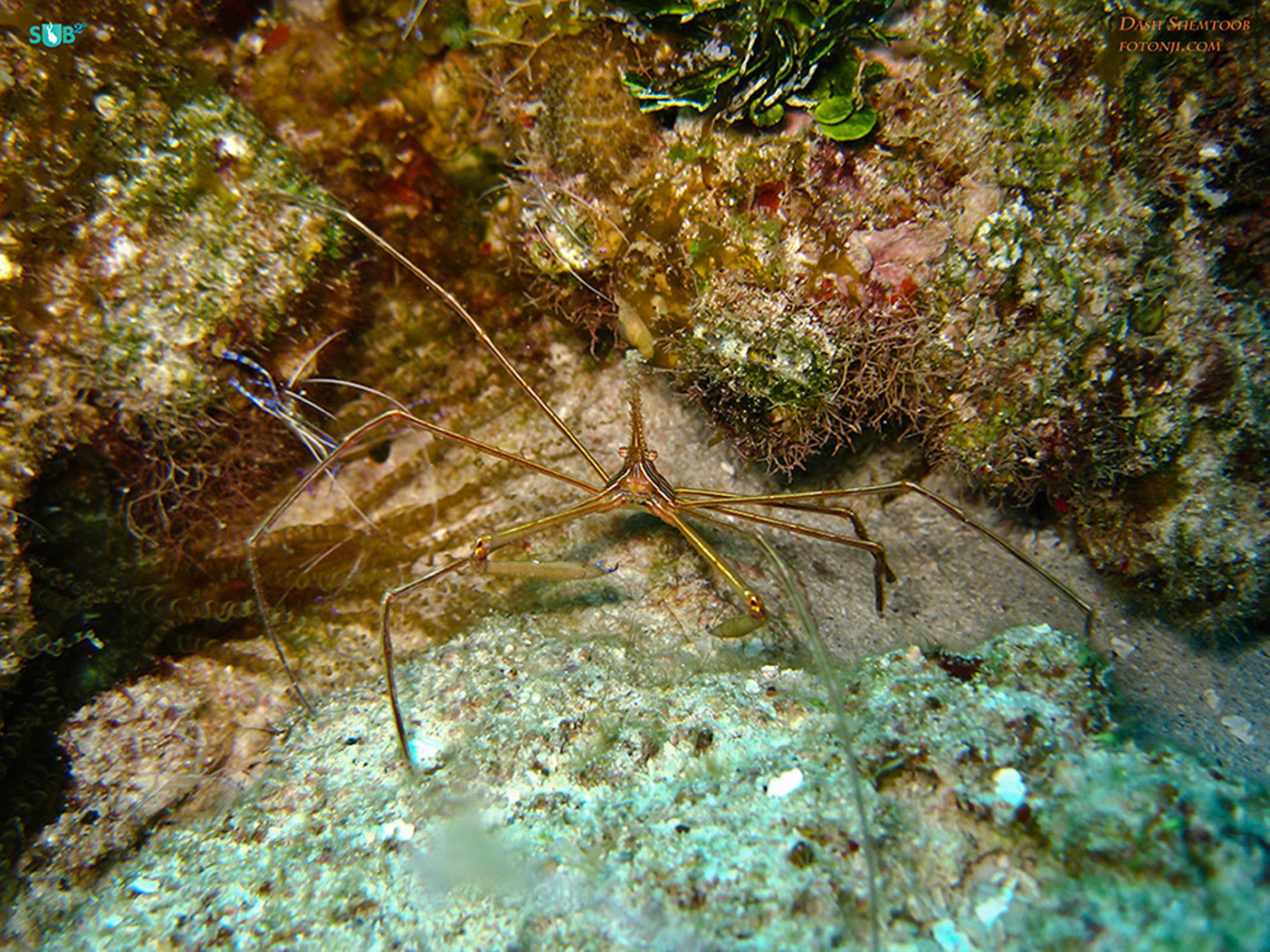 Arrow crab and cleaning shrimp stay close to their hideaway [1/60, f2.8, ISO250]