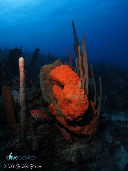 Huge Sponges Dominate the Reef