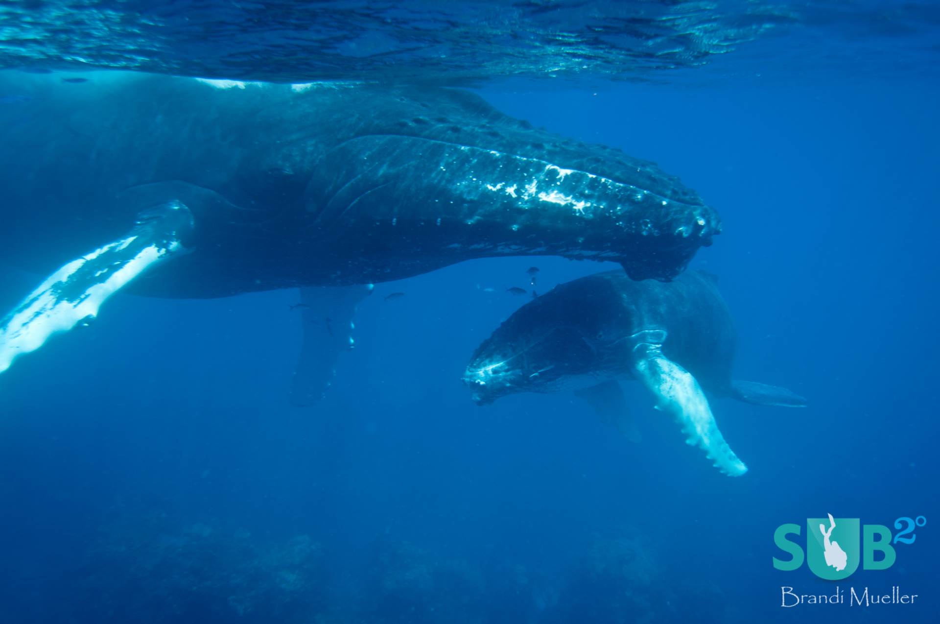 Humpback whales come to the Silver Bank to mate and give birth to their calves.  Here a mother guards her baby.