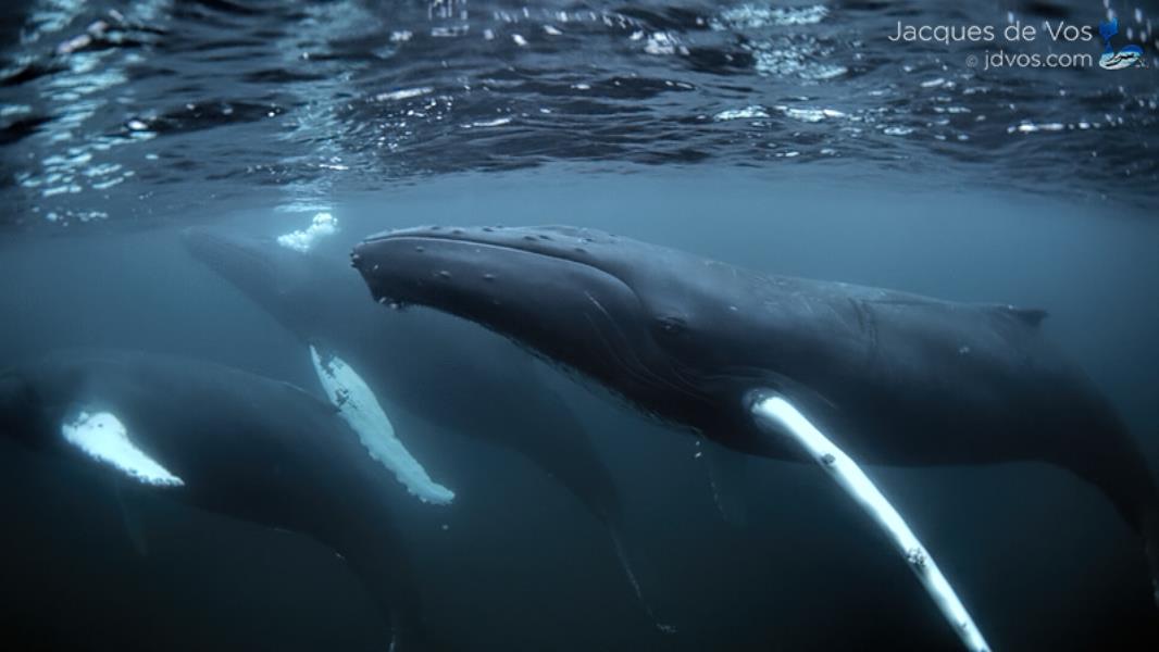 Humpback Whales - Arctic Freediving