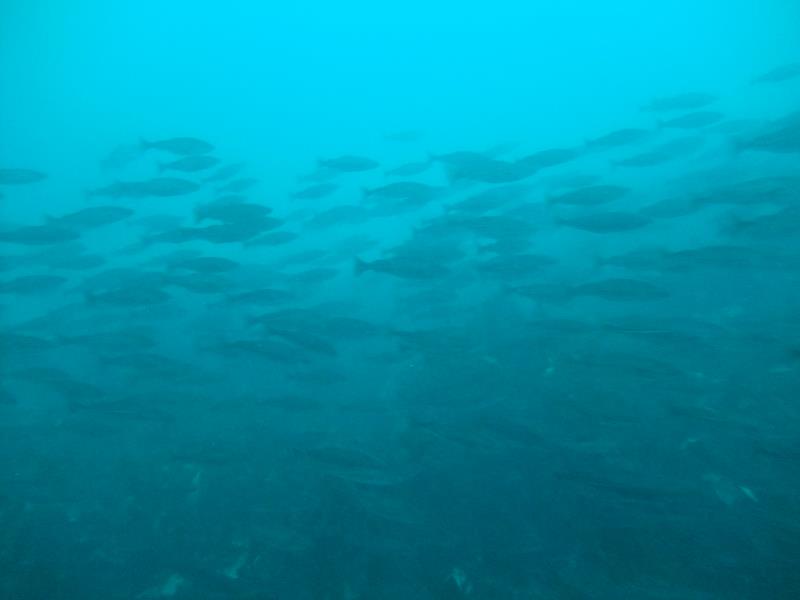 Icelandic fishes
