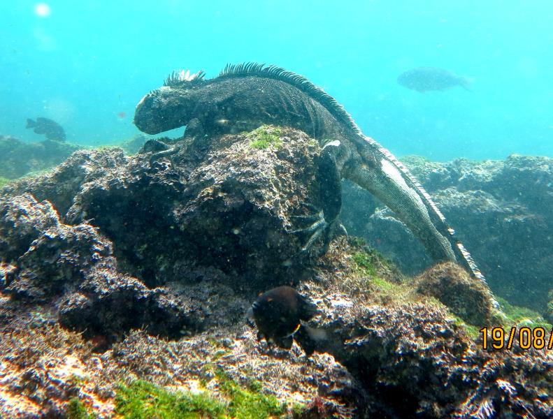 Iguana Marine