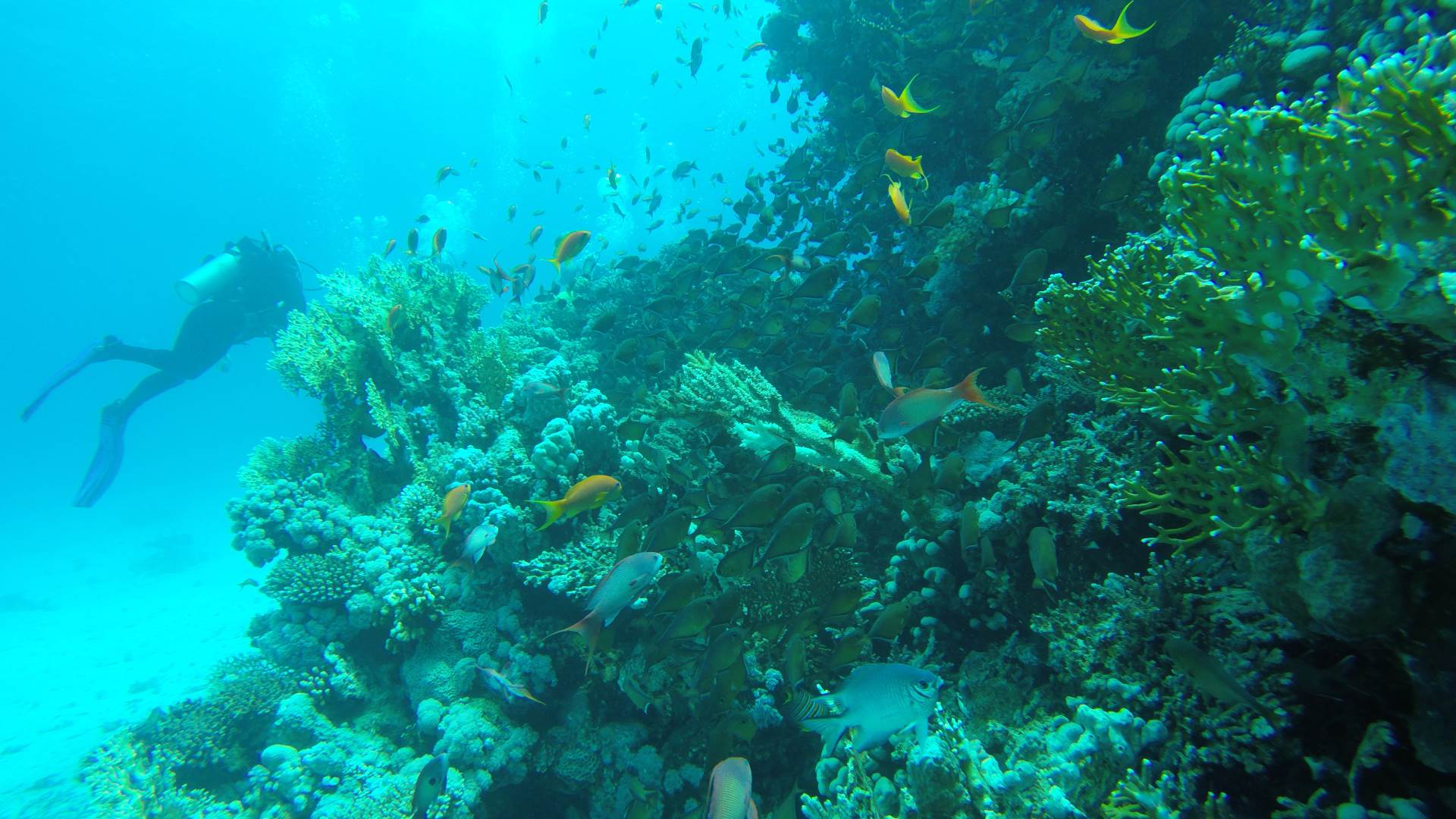 Discover of fascinating reef life of Hurghada