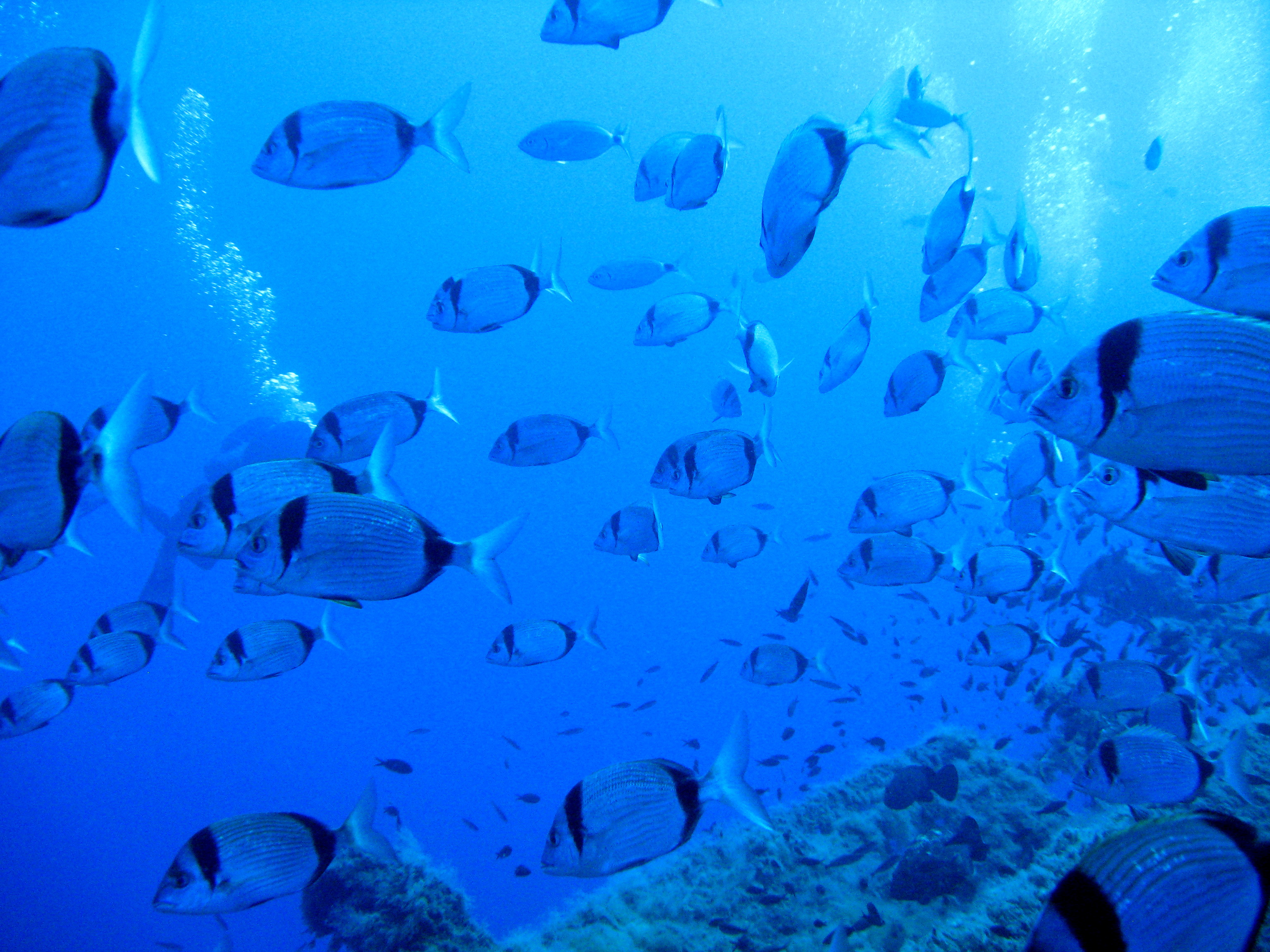 Cyprus scuba diving