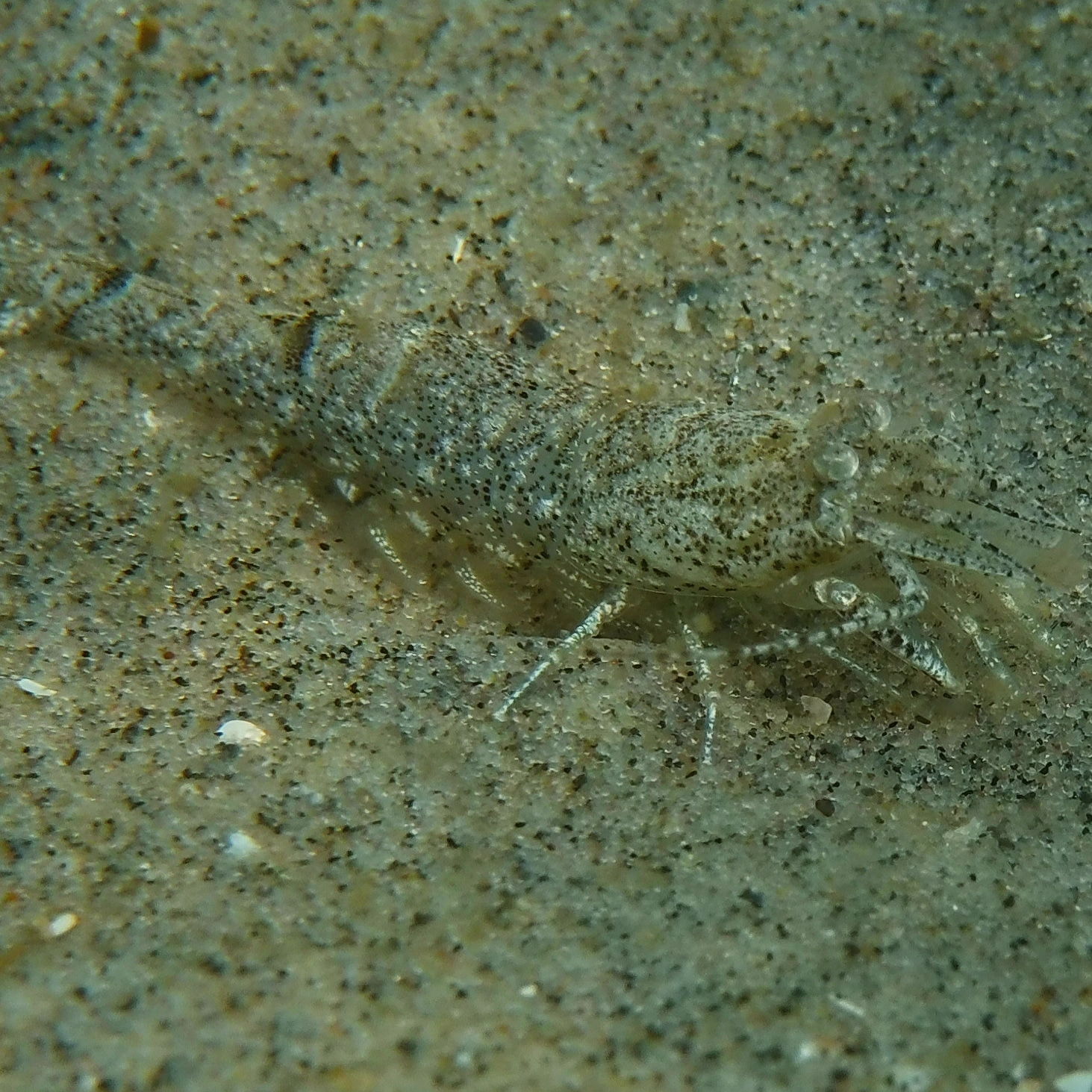 Commen shrimp but excellent camouflage. 