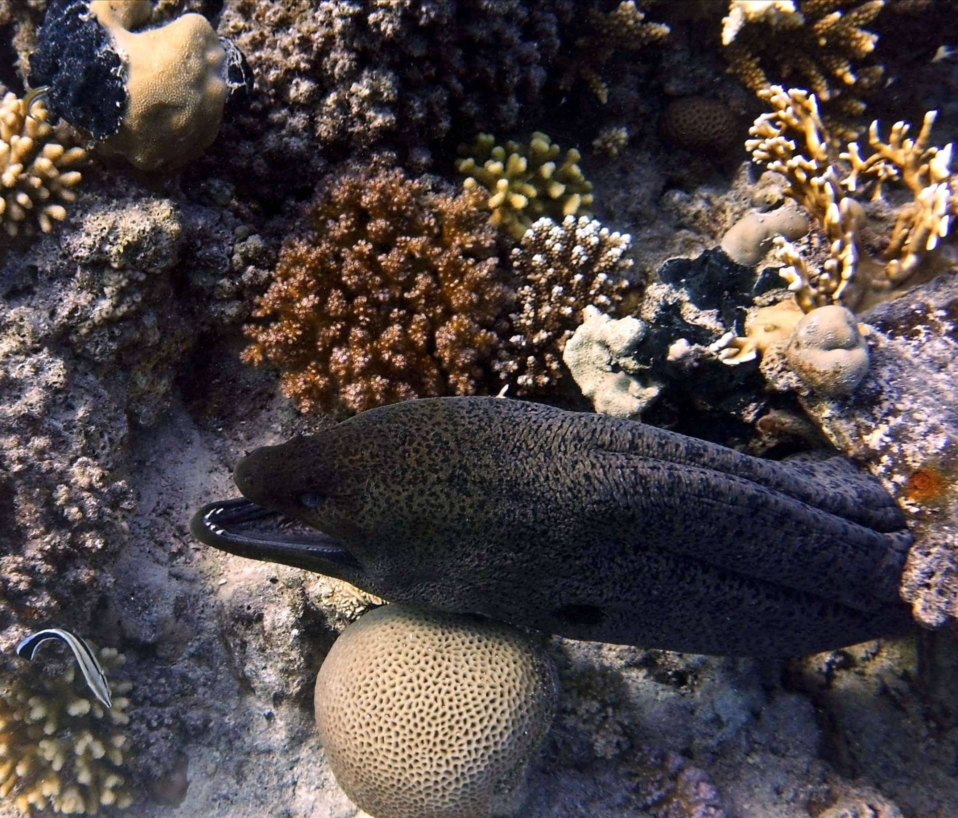 A Giant moray eel and cleaner fish 
