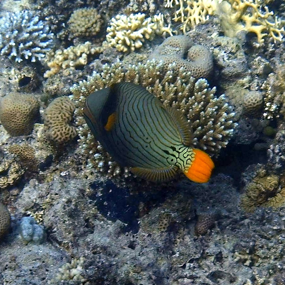 Photo of a beautiful orange striped Trigger fish 