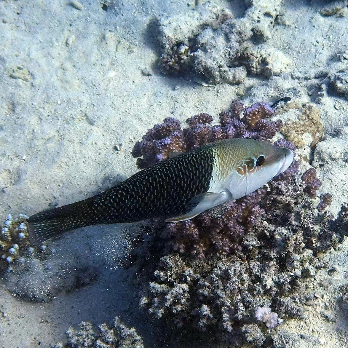 The Blackeye Thicklip wrasse. A little beauty