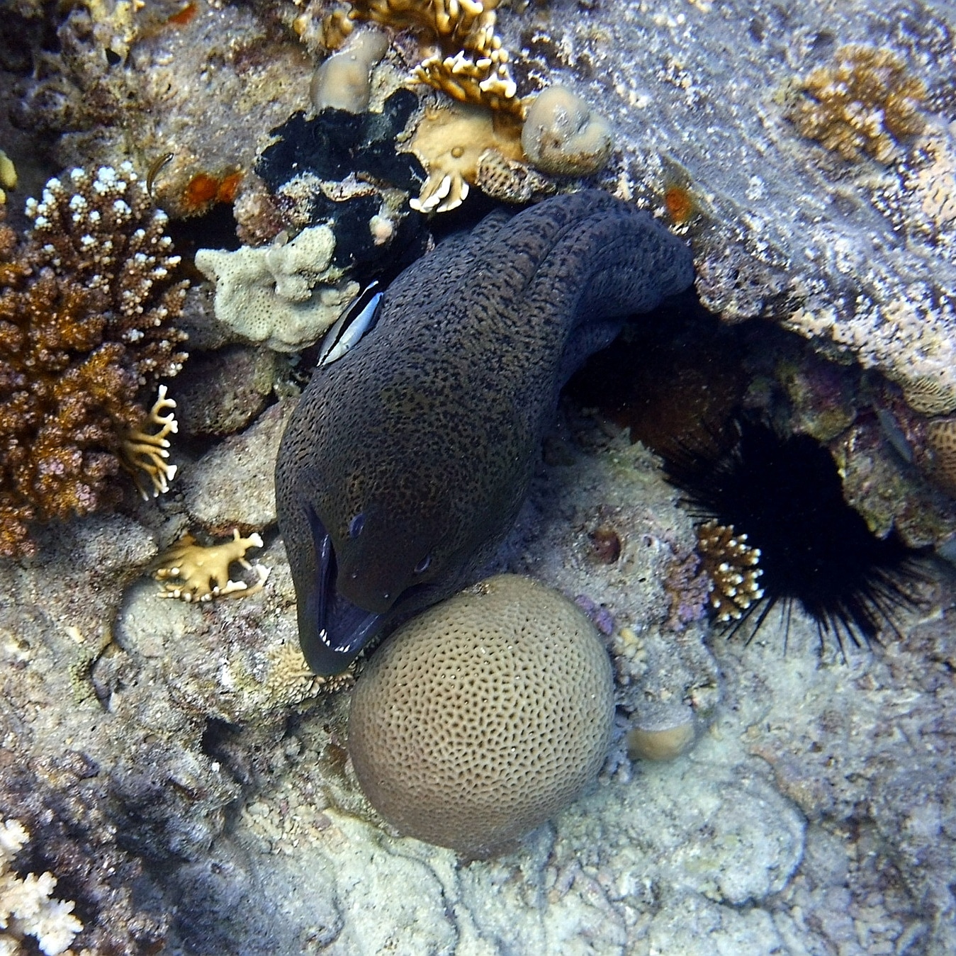 Large moray eel and cleaner fish, red sea. 