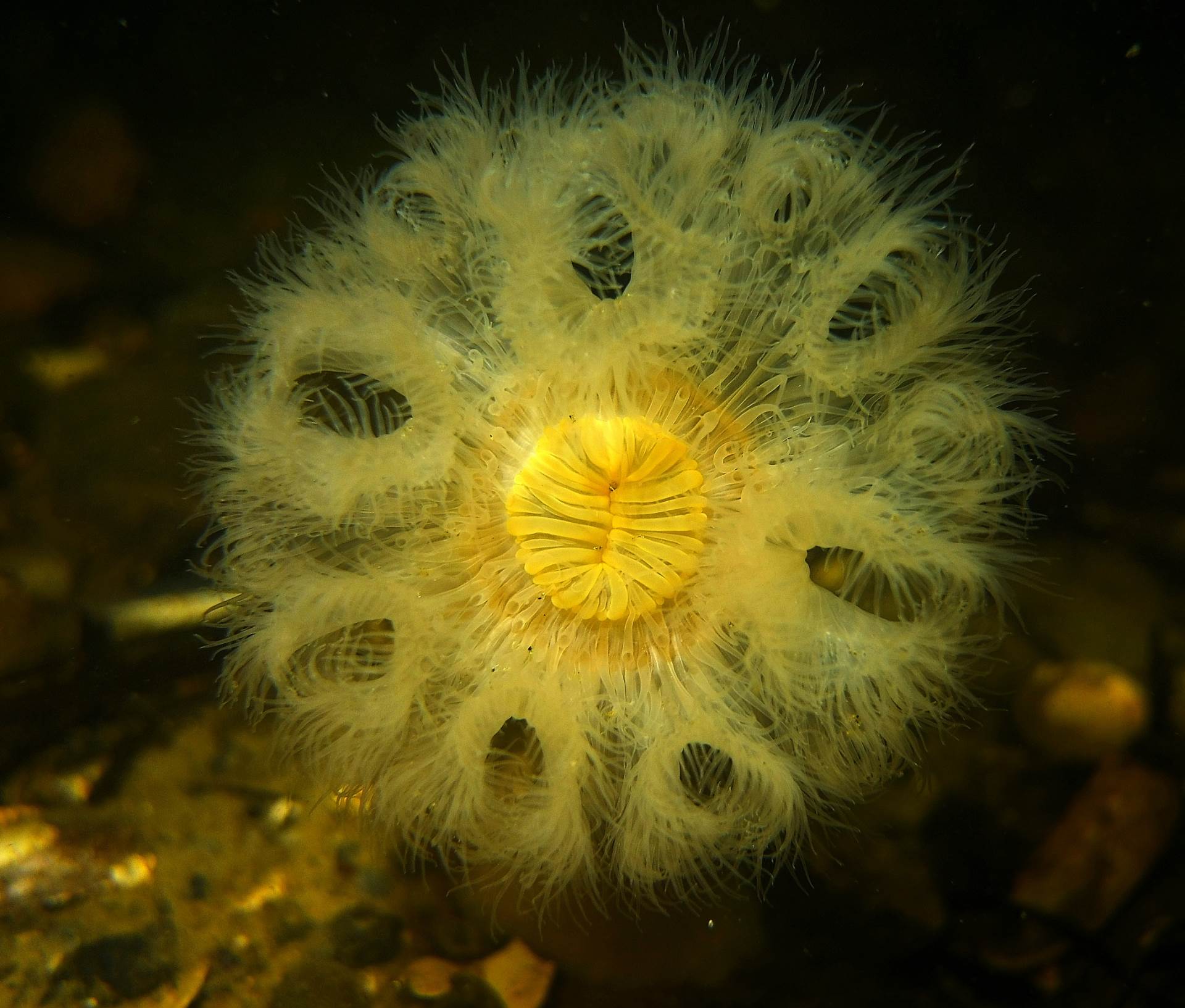 Sea anemone in denmark..... Looks alien