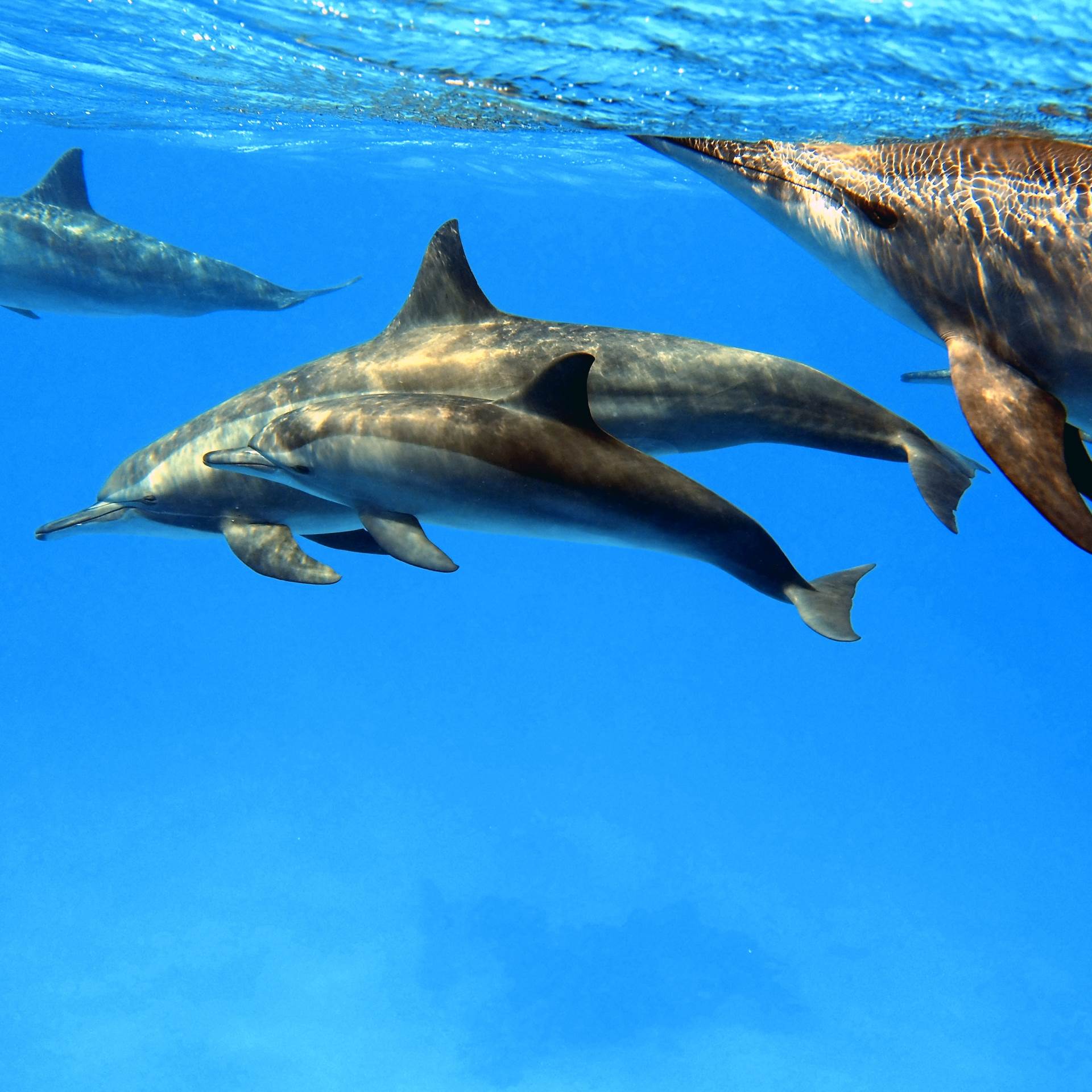 Pod of spinner dolphins 