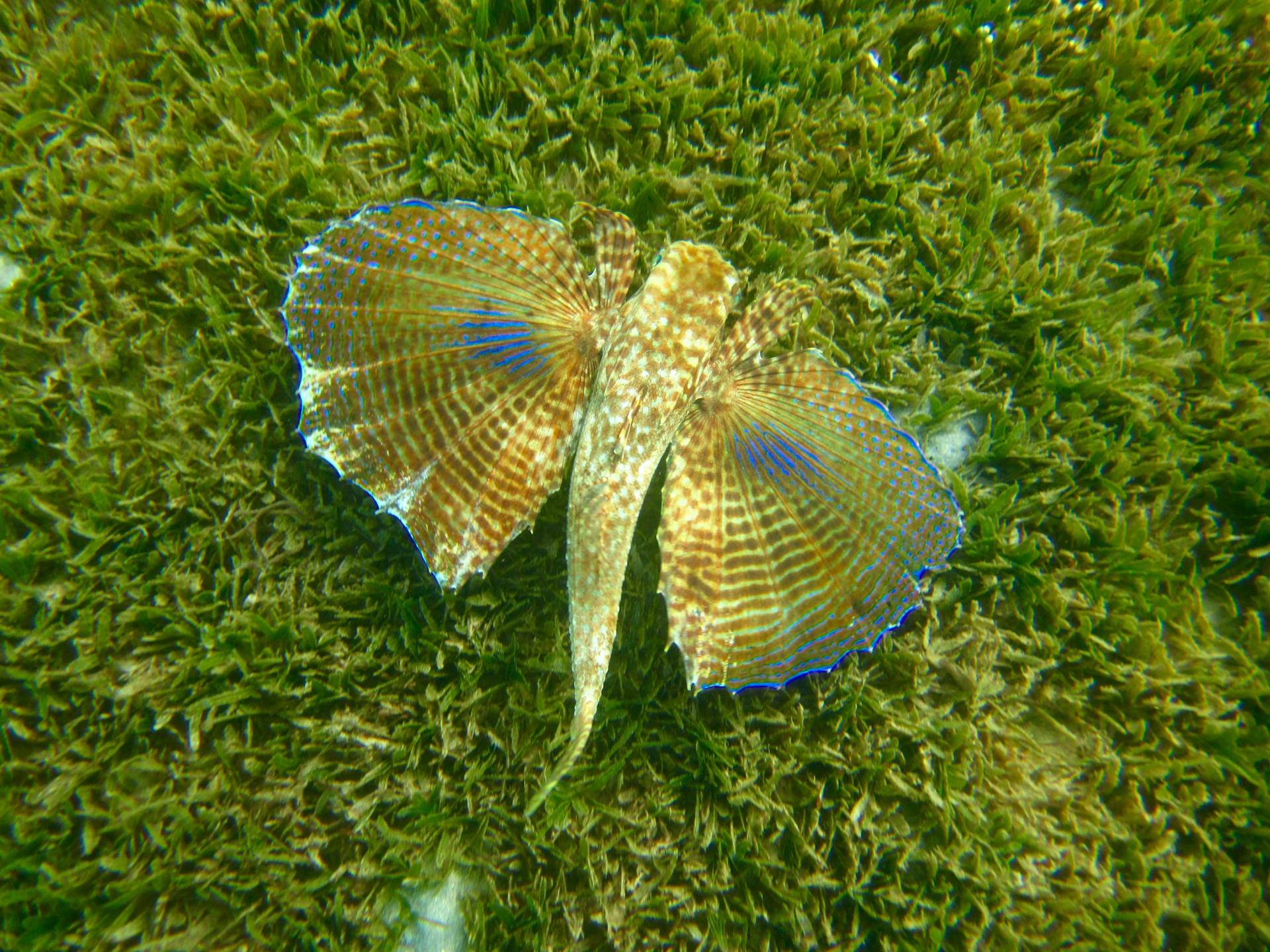 Please feature this photo on your instagram (photo credits go to @photographylife.4u)

a flying gurnard in nevis
