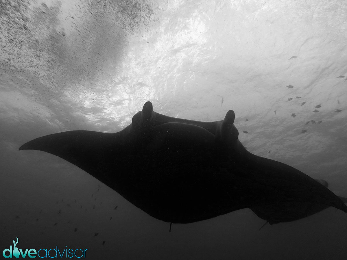 I really liked diving at Lankan Manta point. We saw mantas there twice in one trip with a 100% accuracy. We were actually lucky to see them away from the cleaning station itself, thus avoiding the crowd of divers.