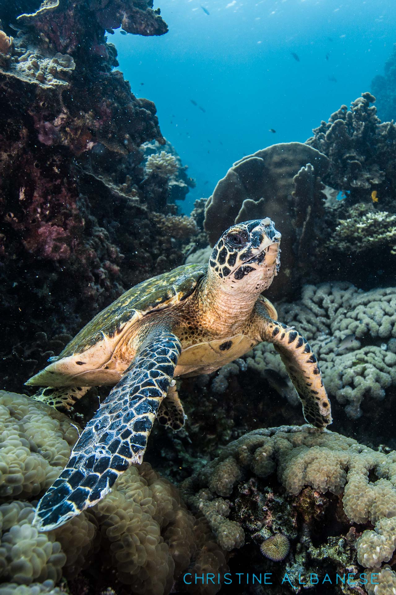 A small young hawksbill turtle was spotted at Japanese Gardens - he frequents this dive site and is usually found munching away on bubble coral. He finally took a "breather" and posed for me :)

#underwater #underwaterphotography #uwphotography #EarthCapture #padi #wideangle #canon6d #canon1740 #ikelite #ds160 #scuba #scubadiving #adventure #kohtao #thailand #divinglife #lovemyjob #japanesegarden #turtle #hawksbill #cutie #poser