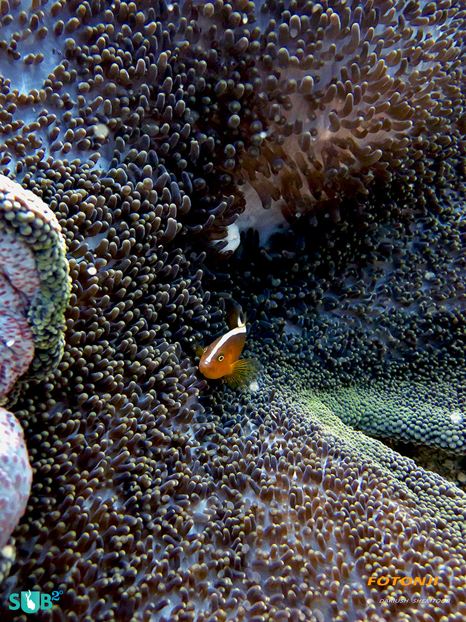 Clown fish enjoying the safety of anemone