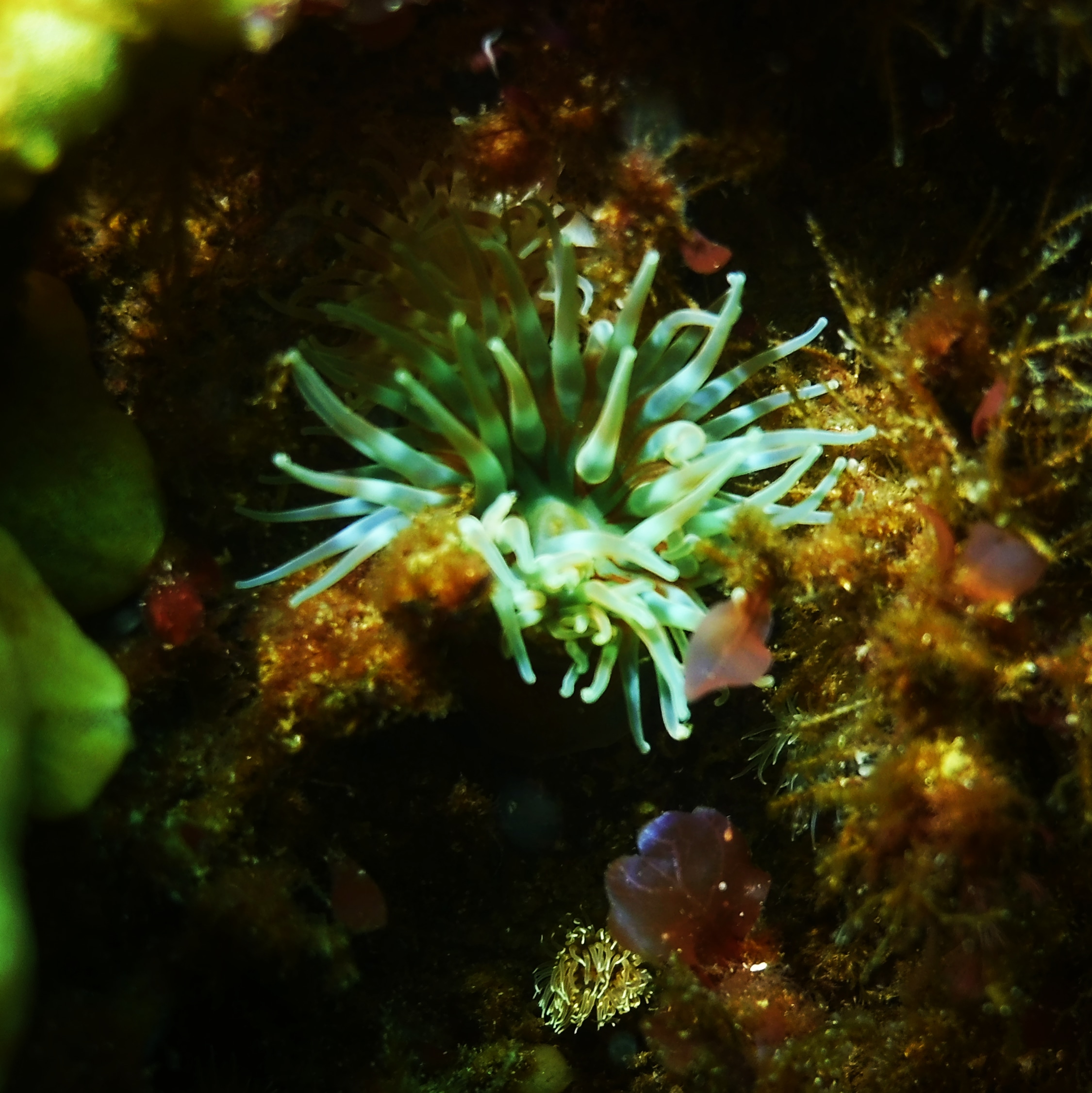 Sea anemone, denmark 