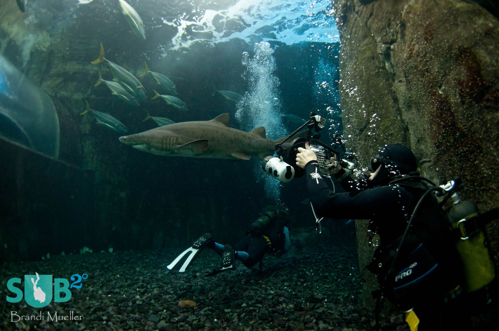 A photographer takes a shot of the large ragged-tooth shark in the Predator Exhibit.