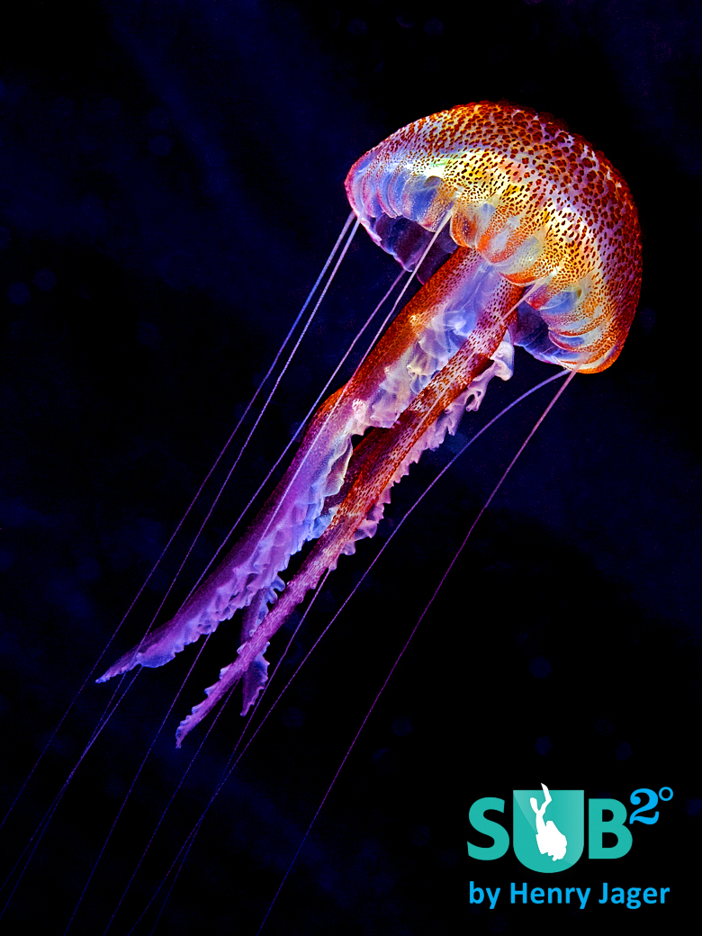 The jellyfish Pelagia noctiluca from Cap d'en Font, Minorca.