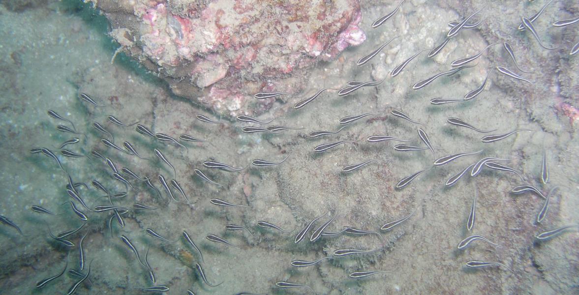 Juvenile Catfish Eels
