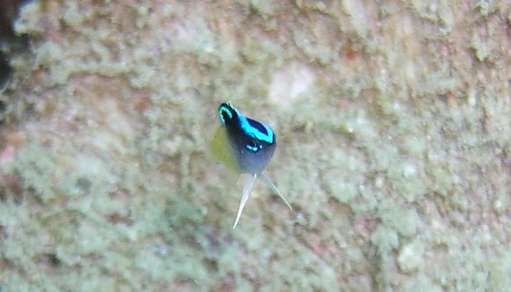 Juvenile fish - Dive 286