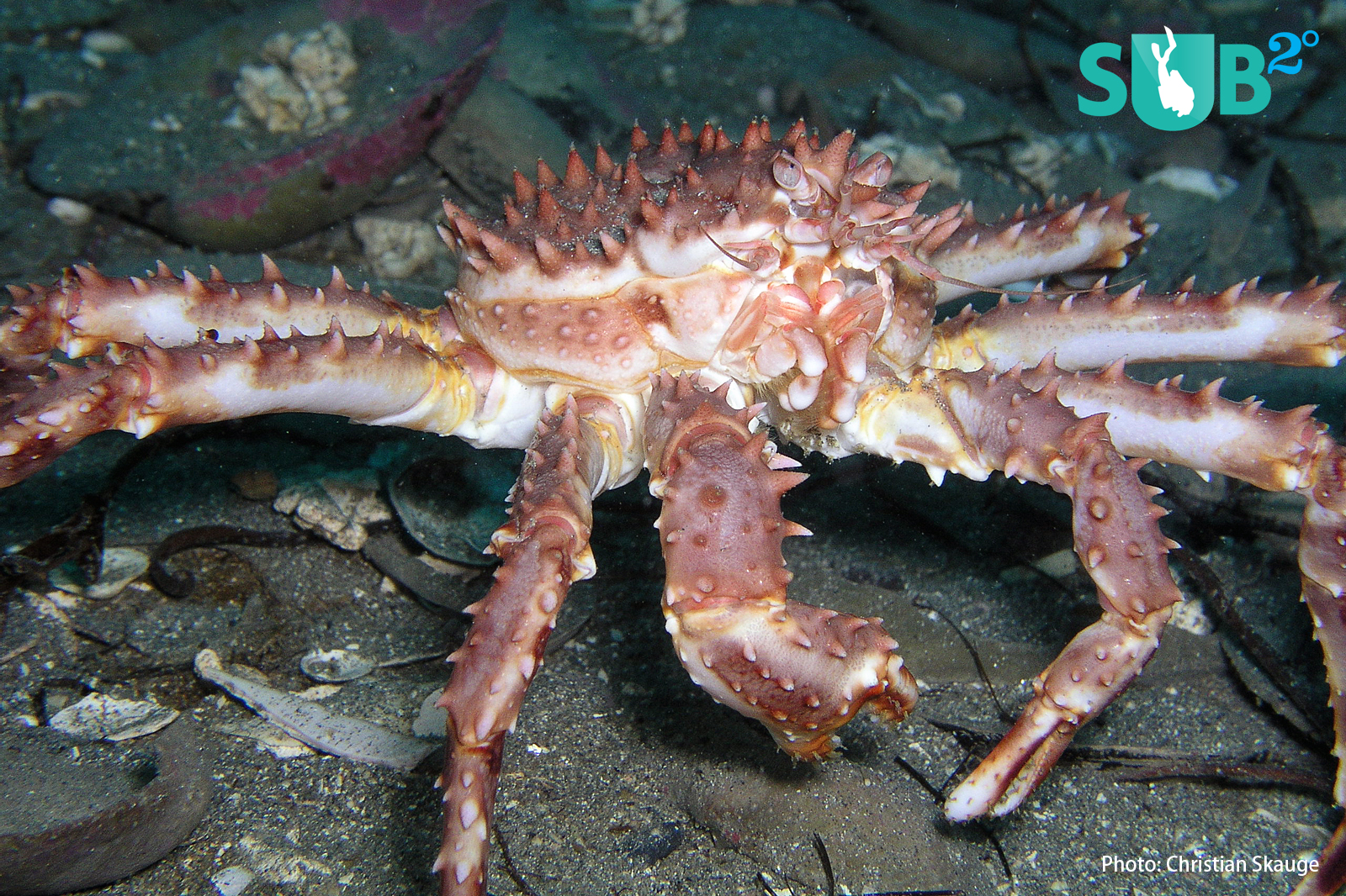 Juvenile king crabs may be mistaken for adult stone crabs (Lithodes maja), but the rostrum is different.