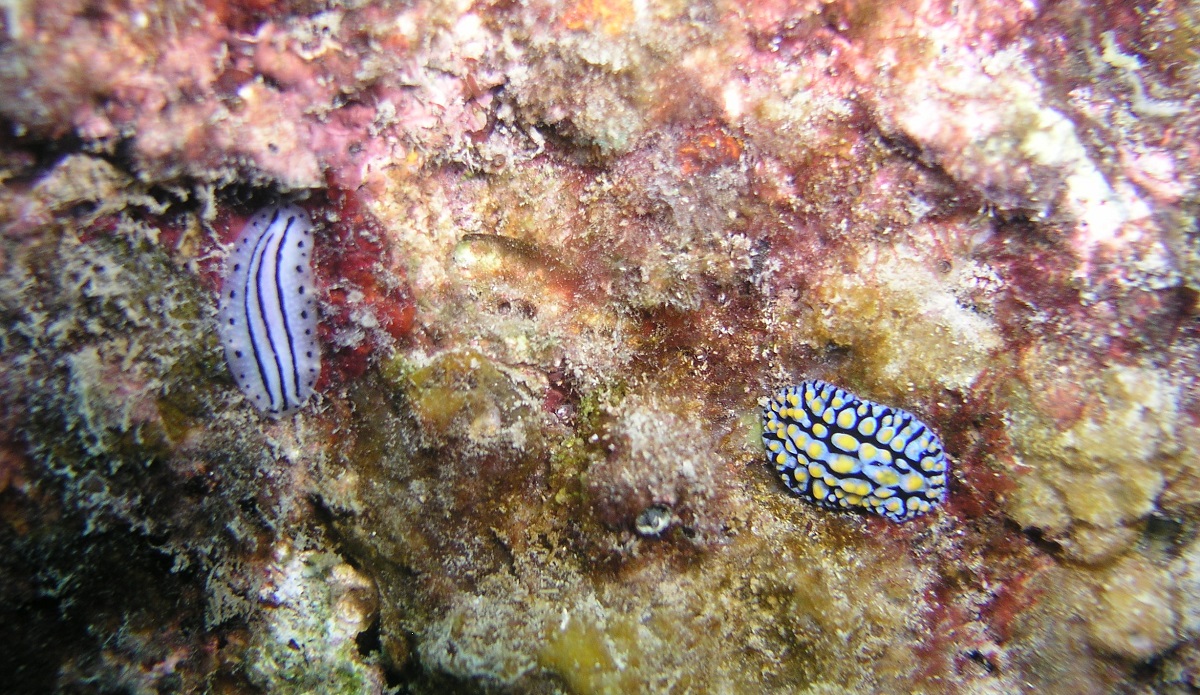 These two juvenile nudibranches were about 1.5 cm in length.
