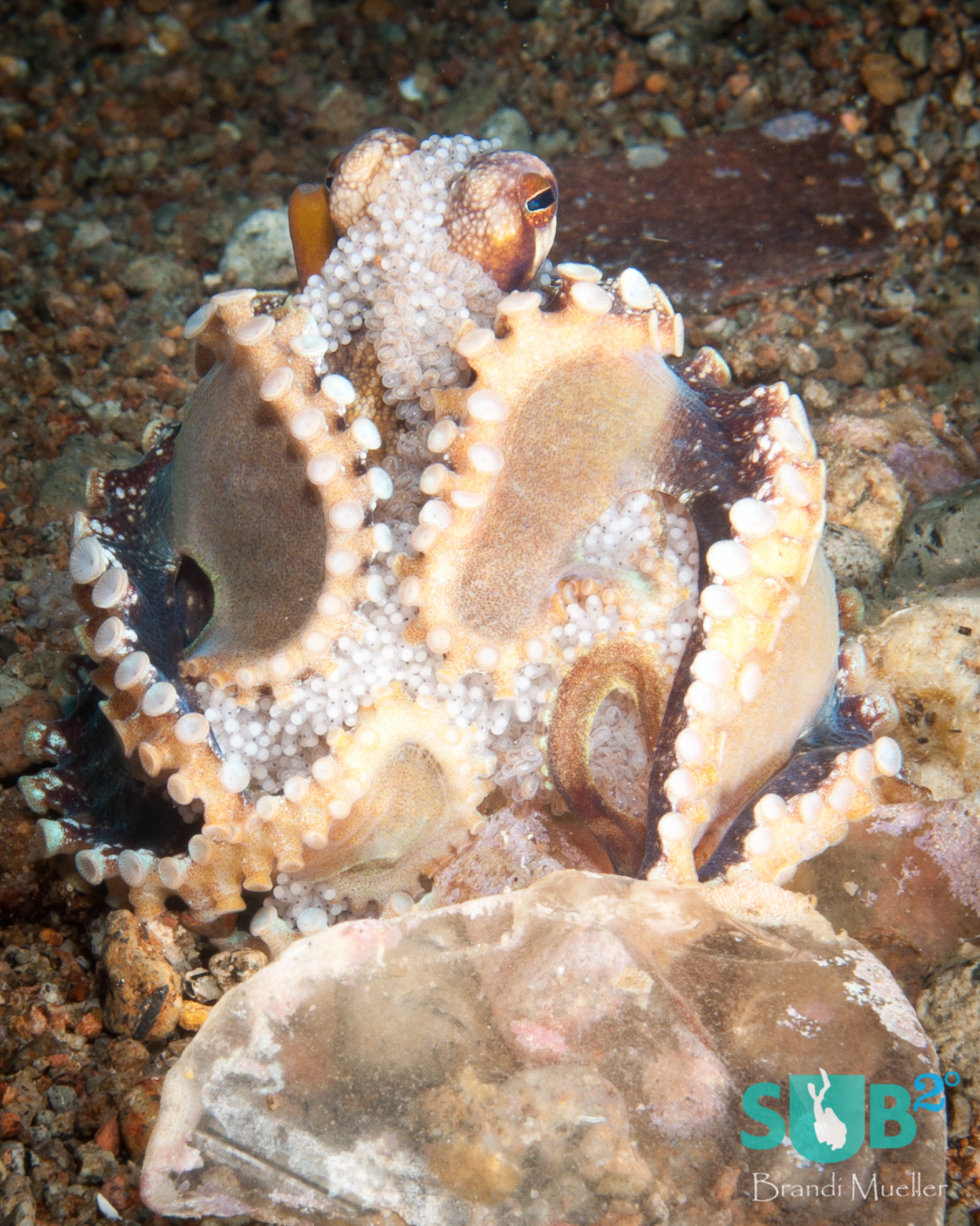 The veined octopus keeps its eggs safe by carrying them with her.  Other octopus species deposit the eggs in a crevasse or under a ledge, and stay with them until they hatch.