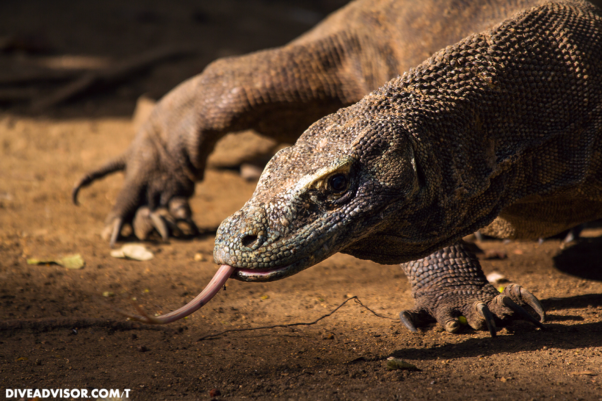 The Komodo Dragon is really quite frightening. They really do look like something from a hobbit story. Was happy to get a shot with the tongue out.