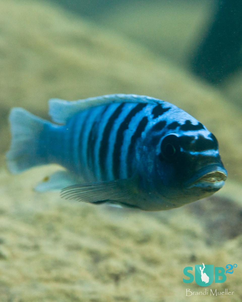 A bright blue male cichlid, commonly referred to as zebra living near Kande Island.